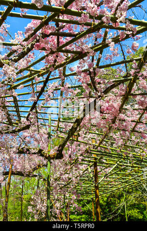 Avec des fleurs de cerisiers à Kyoto, au Japon. Cerisiers en fleurs (Sakura) commencera à fleurir autour de la fin mars au Japon. Banque D'Images