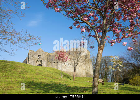 Château d'Oystermouth avec fleur de printemps, marmonne, Péninsule de Gower, Swansea, West Glamorgan, Pays de Galles, Royaume-Uni, Europe Banque D'Images