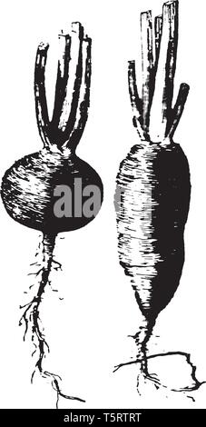 C'est radis légumes-racines. Les radis peuvent venir sous différentes formes, largement qui varient en taille, couleur, dessin de ligne vintage ou gravure illustration. Illustration de Vecteur