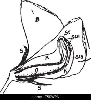 Cette image est montrant un pea Blossom. Cette image montre une partie interne de fleurs de pois. Cette image montre le pistil, aile, et pédicelle. Il commence à se développer, Illustration de Vecteur