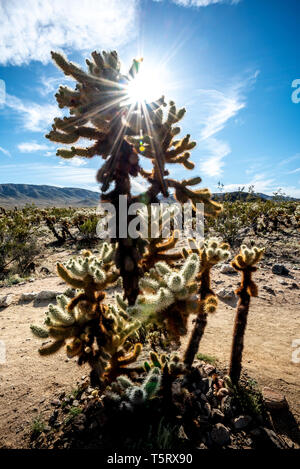 Tall cholla cactus avec sun flare ou starburst dans Joshua Tree National Park, Californie, avec ciel bleu, nuages blancs, et le paysage derrière (veritical). Banque D'Images