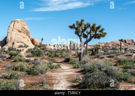 Un sentier de randonnée passe par un Joshua Tree avec formation de roche, au loin deux randonneurs sont silhouettés contre le ciel bleu au sommet d'une pente rocheuse. Banque D'Images