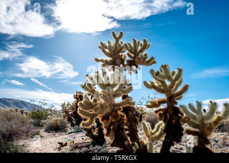 Cactus cholla, également appelé ours cactus, au printemps à la Cholla Cactus Garden à Joshua Tree National Park en Californie. Banque D'Images