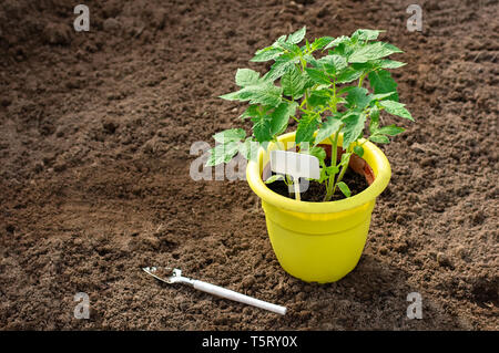 Les plants de poivron jaune dans un pot. Outils de jardinage. Place pour le texte. Close-up. Banque D'Images