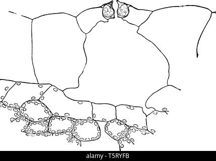 La photo montre la structure interne de Tradescantia plante contenant différents types de cellules et de stomie. Il est également appelé comme elle et de tradescantie de belon Illustration de Vecteur