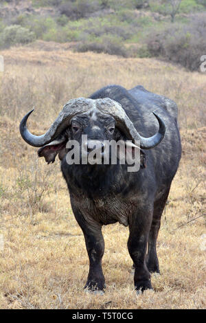 Buffle africain ou buffle, Kaffernbüffel Steppenbüffel, Afrikanischer Büffel oder, Syncerus caffer caffer, Parc National de Nakuru de lac Banque D'Images