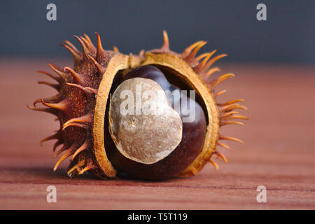 Macro d'un châtaignier d'orse sur une table en bois marron prête à être handicapée en automne et en automne avec la coquille d'épi comme protection Banque D'Images