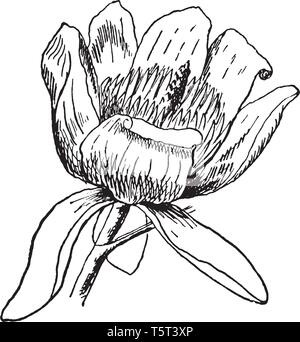 Ce cadre a une fleur tulip tree. La taille de cette fleur est plus grand et il a les grains de pollen, vintage dessin ou gravure illustration. Illustration de Vecteur