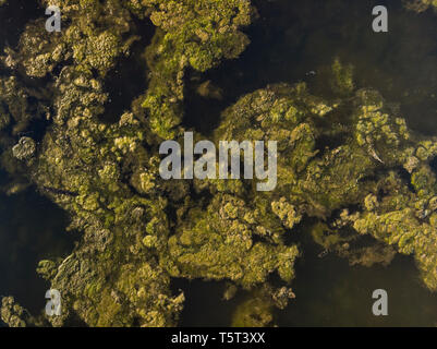 Résumé atypique antenne drone image paysage d'algues flottant sur la rivière donnant impression de champs inondés avec des arbres Banque D'Images