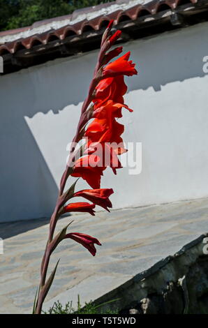 Glaïeul rouge fleur dans le jardin du monastère, près de la montagne, des Balkans, la Bulgarie, la ville Varshets Europe Banque D'Images