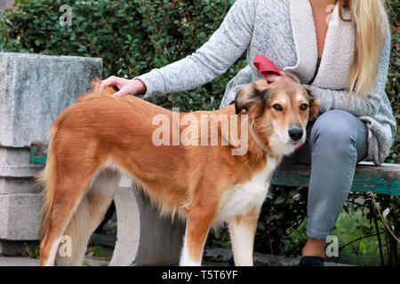 Belle fille avec son Shetland Sheepdog chien assis et posant devant caméra sur banc en bois au parc de la ville. Portrait de propriétaire et Rough collie. Banque D'Images