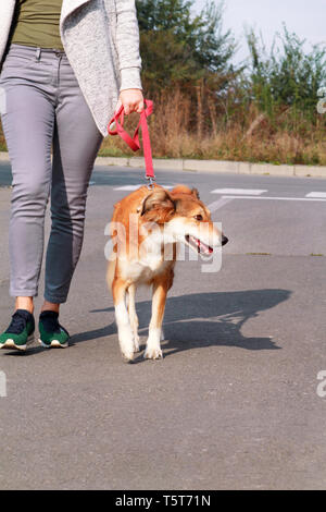 Femme marche avec son Shetland Sheepdog chien en laisse, posant devant la caméra. Portrait de Dame, propriétaire et beau chien colley à jouit. Banque D'Images