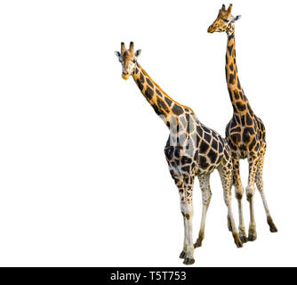 Girafe mâle et femelle ensemble isolé sur un fond blanc, le zoo, les animaux en voie de disparition Espèce animale d'afrique Banque D'Images