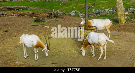 Groupe d'Oryx Scimitar debout à l'hay panier, espèce animale qui n'est éteint à l'état sauvage Banque D'Images