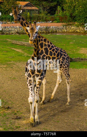 Girafe mâle et femelle se tenant ensemble. Le zoo, les animaux en voie de disparition Espèce animale d'Afrique Banque D'Images