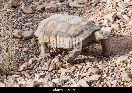 Une tortue du désert au centre d'interprétation, le Red Rock Canyon Conservation Area, Nevada, USA Banque D'Images