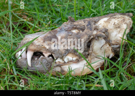 Le renard roux (Vulpes vulpes) crâne Banque D'Images