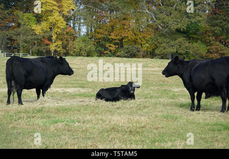 Trois Vaches Noires sur une ferme à l'automne Banque D'Images