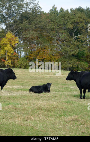 Trois Vaches Noires sur une ferme à l'automne Banque D'Images