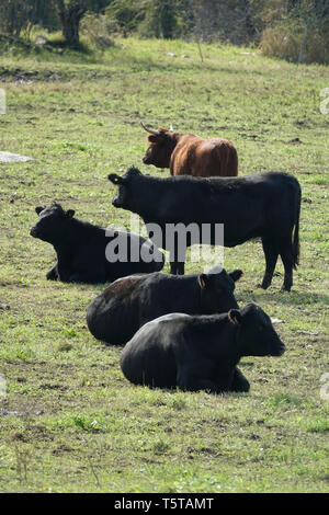 Quatre vaches noires et un Brown dans le Pâturage Pâturage Banque D'Images