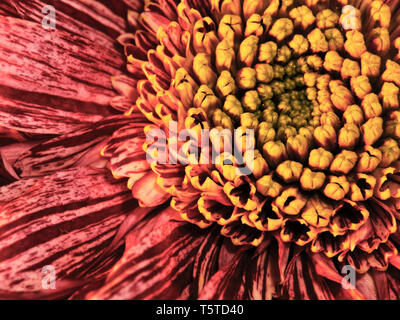 Fleurs et plantes dans le jardin botonics Banque D'Images