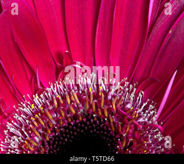 Fleurs et plantes dans le jardin botonics Banque D'Images