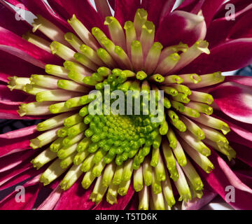 Fleurs et plantes dans le jardin botonics Banque D'Images