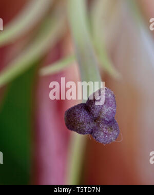 Fleurs et plantes dans le jardin botonics Banque D'Images