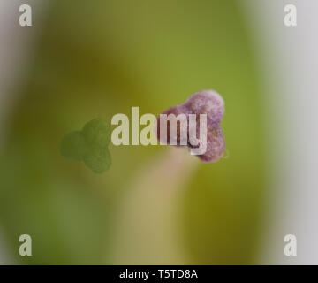 Fleurs et plantes dans le jardin botonics Banque D'Images