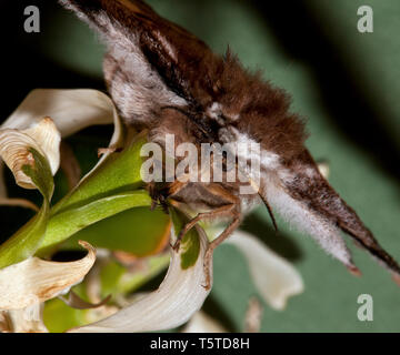 Fleurs et plantes dans le jardin botonics Banque D'Images