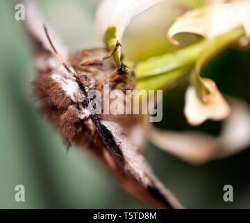 Fleurs et plantes dans le jardin botonics Banque D'Images