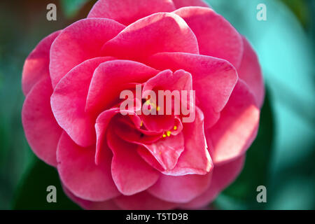 Fleurs et plantes dans le jardin botonics Banque D'Images