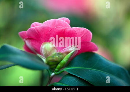 Fleurs et plantes dans le jardin botonics Banque D'Images