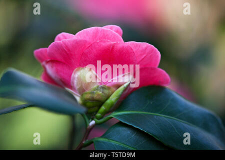 Fleurs et plantes dans le jardin botonics Banque D'Images