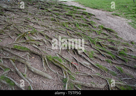 Arbres de JRR Tolkien, Avebury, Wiltshire Banque D'Images