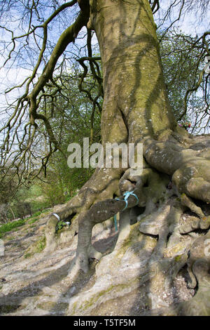 Arbres de JRR Tolkien, Avebury, Wiltshire Banque D'Images