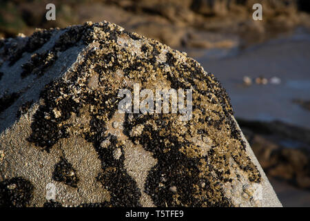 Les balanes et coquillages sur rock at beach Banque D'Images