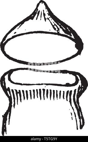 Une image d'Physcomitrium Pyriforme. L'Physcomitrium pyriforme est généralement connu comme la vessie commun-mousse. C'est affaire de spores et détachées couvercle d'un Ph Illustration de Vecteur