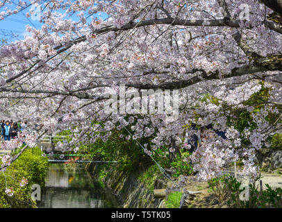 Avec des fleurs de cerisiers à Kyoto, au Japon. Cerisiers en fleurs (Sakura) commencera à fleurir autour de la fin mars au Japon. Banque D'Images