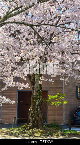 Avec des fleurs de cerisiers à Kyoto, au Japon. Cerisiers en fleurs (Sakura) commencera à fleurir autour de la fin mars au Japon. Banque D'Images