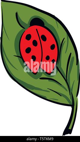 Une jolie petite coccinelle en forme de dôme de couleur rouge est l'exploration sur une feuille verte vector dessin en couleur ou de l'illustration Illustration de Vecteur
