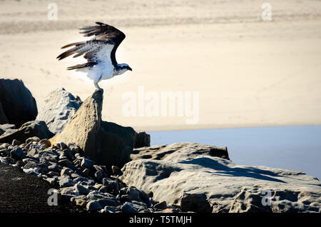 Osprey décollant de rock, Iluka, New South Wales, Australie Banque D'Images