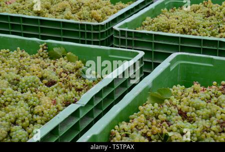 Boîtes de raisins chardonnay fraîchement cueillis prêts à être expédiés à partir de la Péninsule de Mornington, vignoble d'être pressés pour la fabrication de vin Banque D'Images