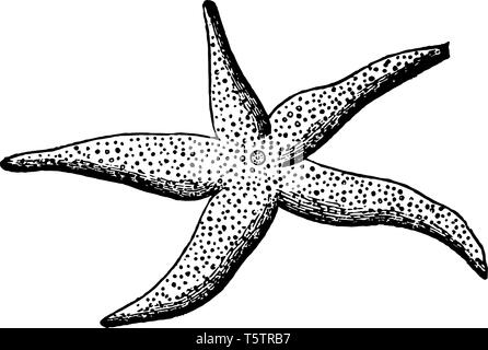 Schéma d'une étoile de mer dont l'organisation est beaucoup moins complète que celle de la plupart des autres animaux vintage dessin ou gravure illustration. Illustration de Vecteur