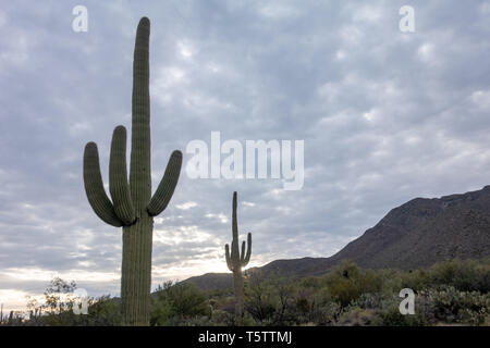 Saguaro cactus emblématique de Saguaro National Park en Arizona, États-Unis Banque D'Images