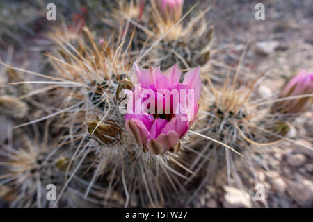 L'isoète d'Hérisson (cactus Echinocereus Engelmannii) de fleurs de rose fleur à Tucson, Arizona, USA Banque D'Images