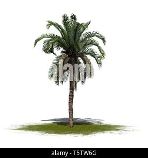 Une seule date Palm sur un espace vert - isolé sur fond blanc Banque D'Images