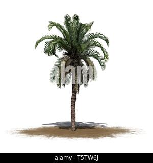 Date palm sur une zone de sable - isolé sur fond blanc Banque D'Images
