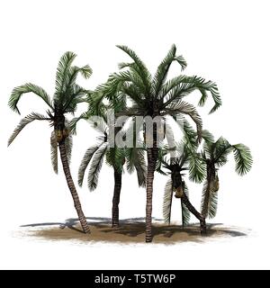 Date de plusieurs palmiers sur une zone de sable - isolé sur fond blanc Banque D'Images