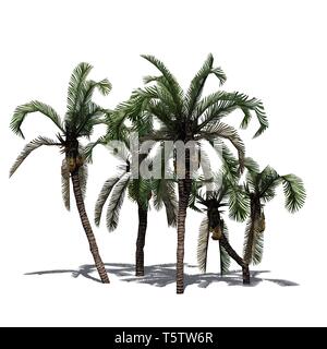 Date de plusieurs palmiers et de son ombre sur le plancher - isolé sur fond blanc Banque D'Images